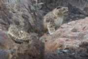 Snow Leopard Spotting Trek Ladakh 2